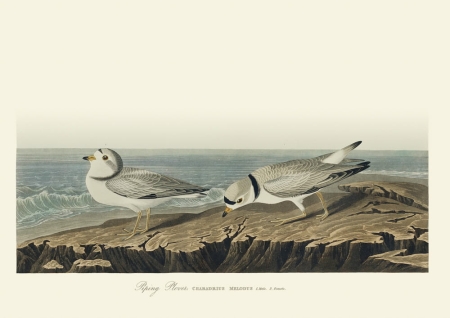 Illustration_from_Birds_of_America_(1827)_by_John_James_Audubon,_digitally_enhanced_by_rawpixel-com_220.jpg