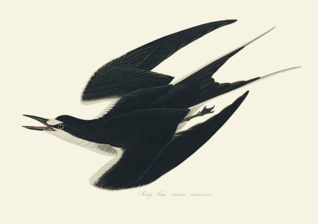 Illustration_from_Birds_of_America_(1827)_by_John_James_Audubon,_digitally_enhanced_by_rawpixel-com_235.jpg
