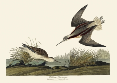 Illustration_from_Birds_of_America_(1827)_by_John_James_Audubon,_digitally_enhanced_by_rawpixel-com_255.jpg