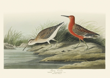 Illustration_from_Birds_of_America_(1827)_by_John_James_Audubon,_digitally_enhanced_by_rawpixel-com_264.jpg