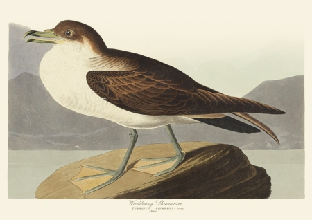 Illustration_from_Birds_of_America_(1827)_by_John_James_Audubon,_digitally_enhanced_by_rawpixel-com_285.jpg