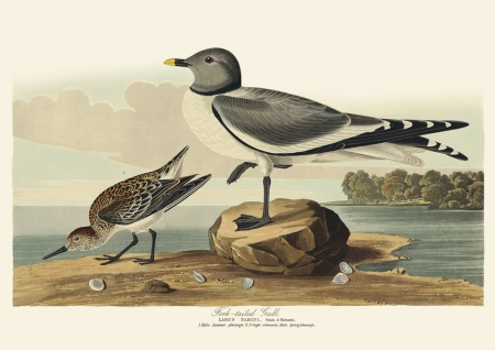 Illustration_from_Birds_of_America_(1827)_by_John_James_Audubon,_digitally_enhanced_by_rawpixel-com_287.jpg