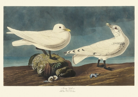 Illustration_from_Birds_of_America_(1827)_by_John_James_Audubon,_digitally_enhanced_by_rawpixel-com_289.jpg