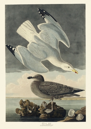 Illustration_from_Birds_of_America_(1827)_by_John_James_Audubon,_digitally_enhanced_by_rawpixel-com_293.jpg