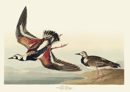 Illustration_from_Birds_of_America_(1827)_by_John_James_Audubon,_digitally_enhanced_by_rawpixel-com_306.jpg