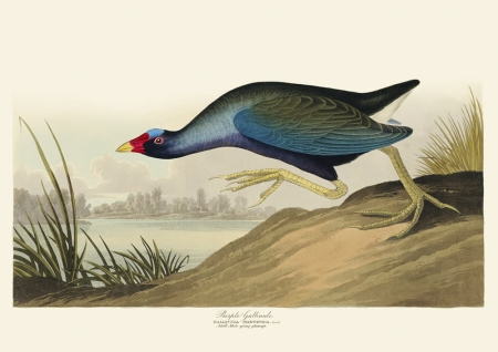 Illustration_from_Birds_of_America_(1827)_by_John_James_Audubon,_digitally_enhanced_by_rawpixel-com_307.jpg