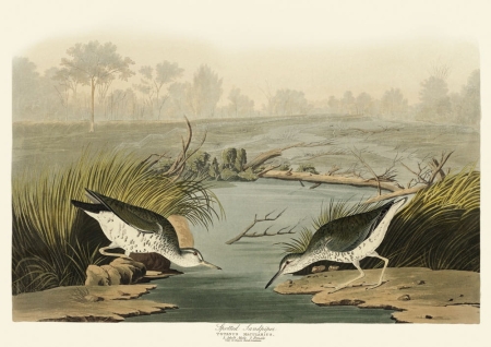 Illustration_from_Birds_of_America_(1827)_by_John_James_Audubon,_digitally_enhanced_by_rawpixel-com_312.jpg