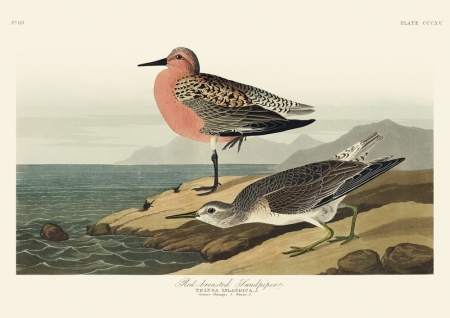 Illustration_from_Birds_of_America_(1827)_by_John_James_Audubon,_digitally_enhanced_by_rawpixel-com_318.jpg