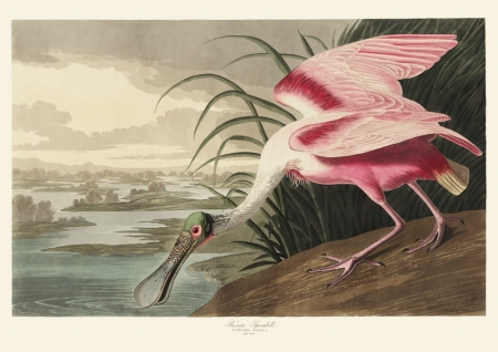 Illustration_from_Birds_of_America_(1827)_by_John_James_Audubon,_digitally_enhanced_by_rawpixel-com_325.jpg