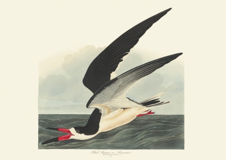 Illustration_from_Birds_of_America_(1827)_by_John_James_Audubon,_digitally_enhanced_by_rawpixel-com_327.jpg