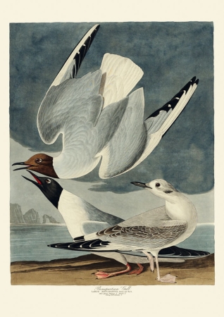 Illustration_from_Birds_of_America_(1827)_by_John_James_Audubon,_digitally_enhanced_by_rawpixel-com_328.jpg