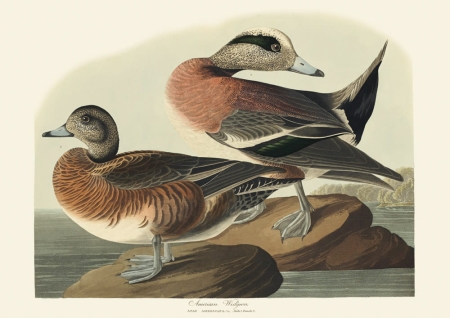 Illustration_from_Birds_of_America_(1827)_by_John_James_Audubon,_digitally_enhanced_by_rawpixel-com_349.jpg
