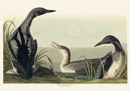 Illustration_from_Birds_of_America_(1827)_by_John_James_Audubon,_digitally_enhanced_by_rawpixel-com_350.jpg