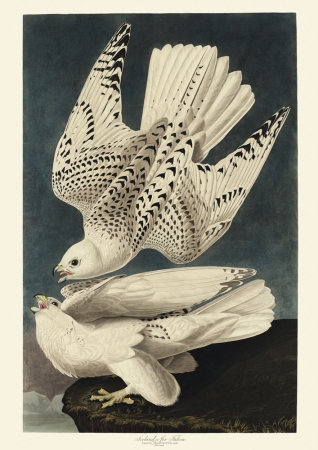 Illustration_from_Birds_of_America_(1827)_by_John_James_Audubon,_digitally_enhanced_by_rawpixel-com_370.jpg