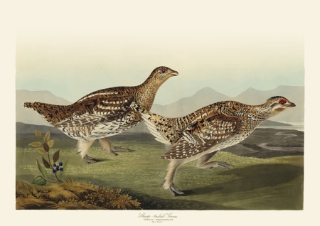 Illustration_from_Birds_of_America_(1827)_by_John_James_Audubon,_digitally_enhanced_by_rawpixel-com_386.jpg