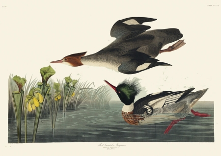 Illustration_from_Birds_of_America_(1827)_by_John_James_Audubon,_digitally_enhanced_by_rawpixel-com_406.jpg