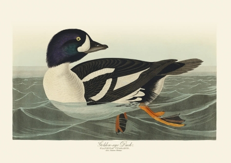 Illustration_from_Birds_of_America_(1827)_by_John_James_Audubon,_digitally_enhanced_by_rawpixel-com_408.jpg