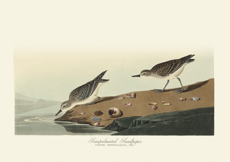 Illustration_from_Birds_of_America_(1827)_by_John_James_Audubon,_digitally_enhanced_by_rawpixel-com_410.jpg